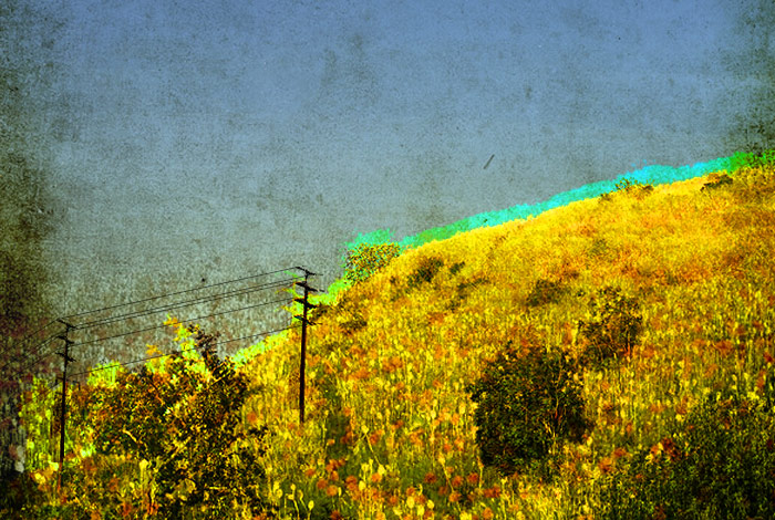 dandelion hill - welcome